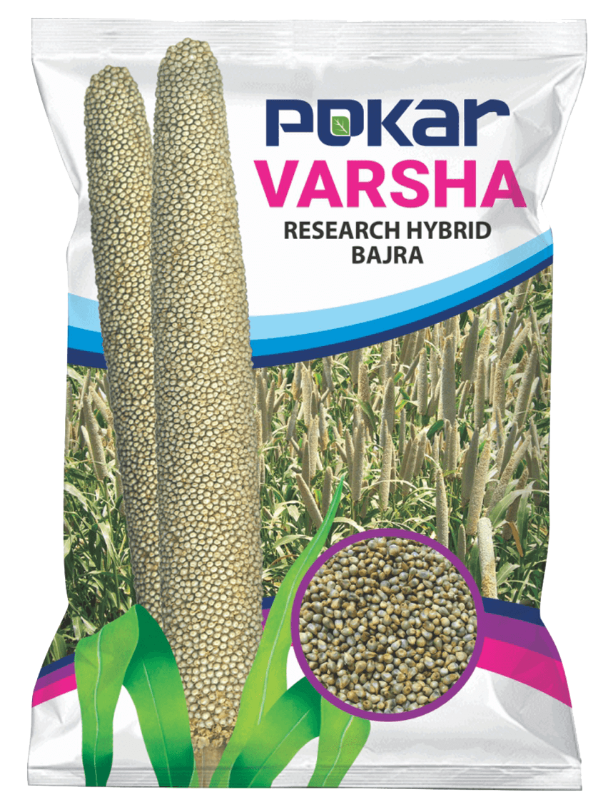 hybrid-pearl-millet-f