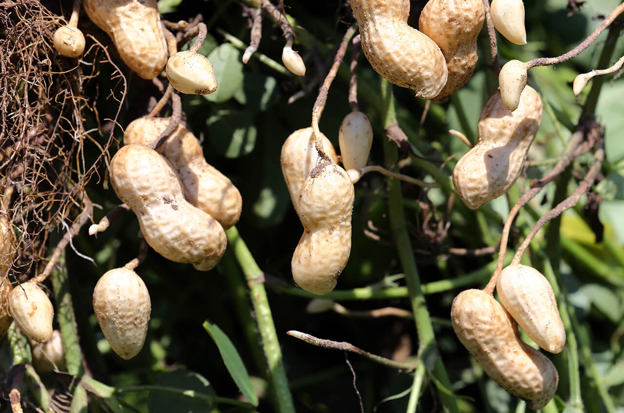 research-groundnut.jpg