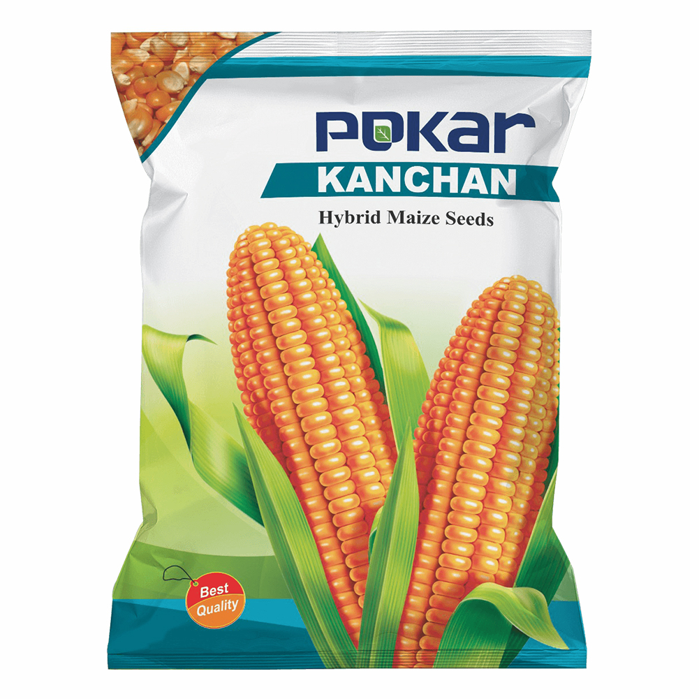 research-hybrid-maize-f.jpg