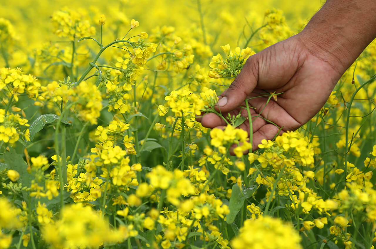 research-mustard.jpg