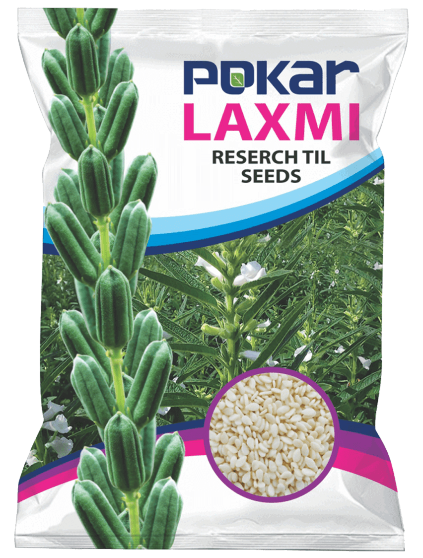 research-sesame-f.png