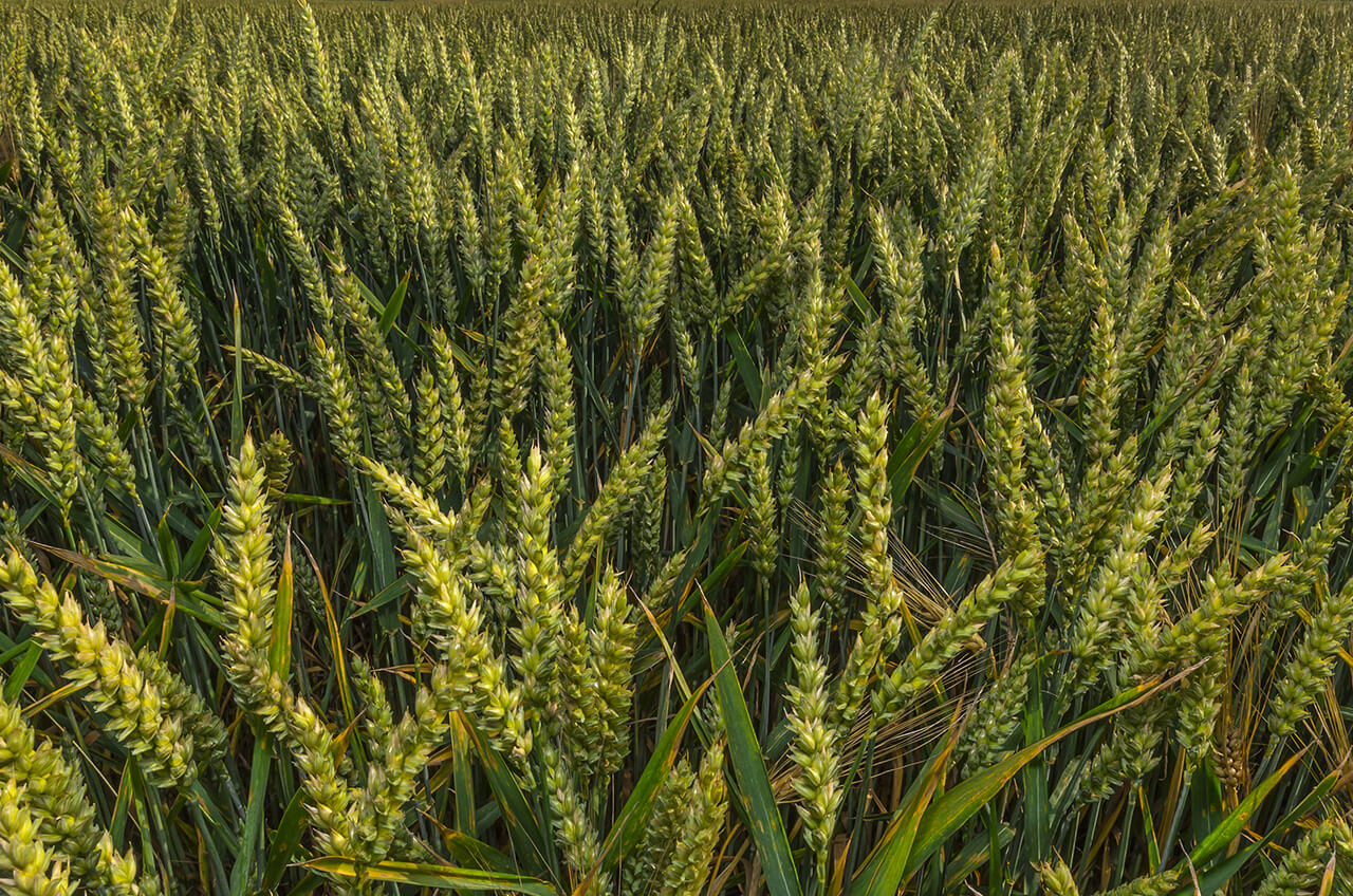 research-wheat.jpg
